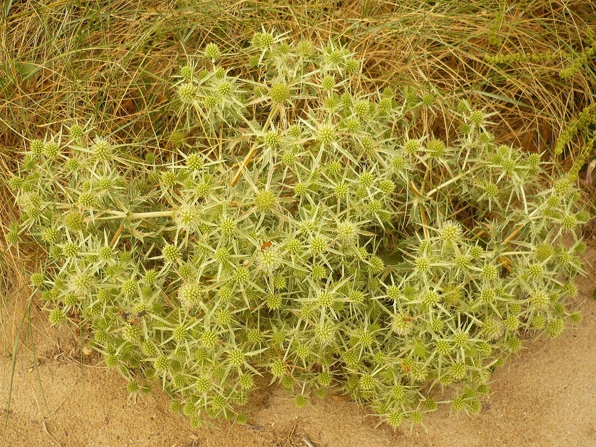Eryngium campestre (Apiaceae)